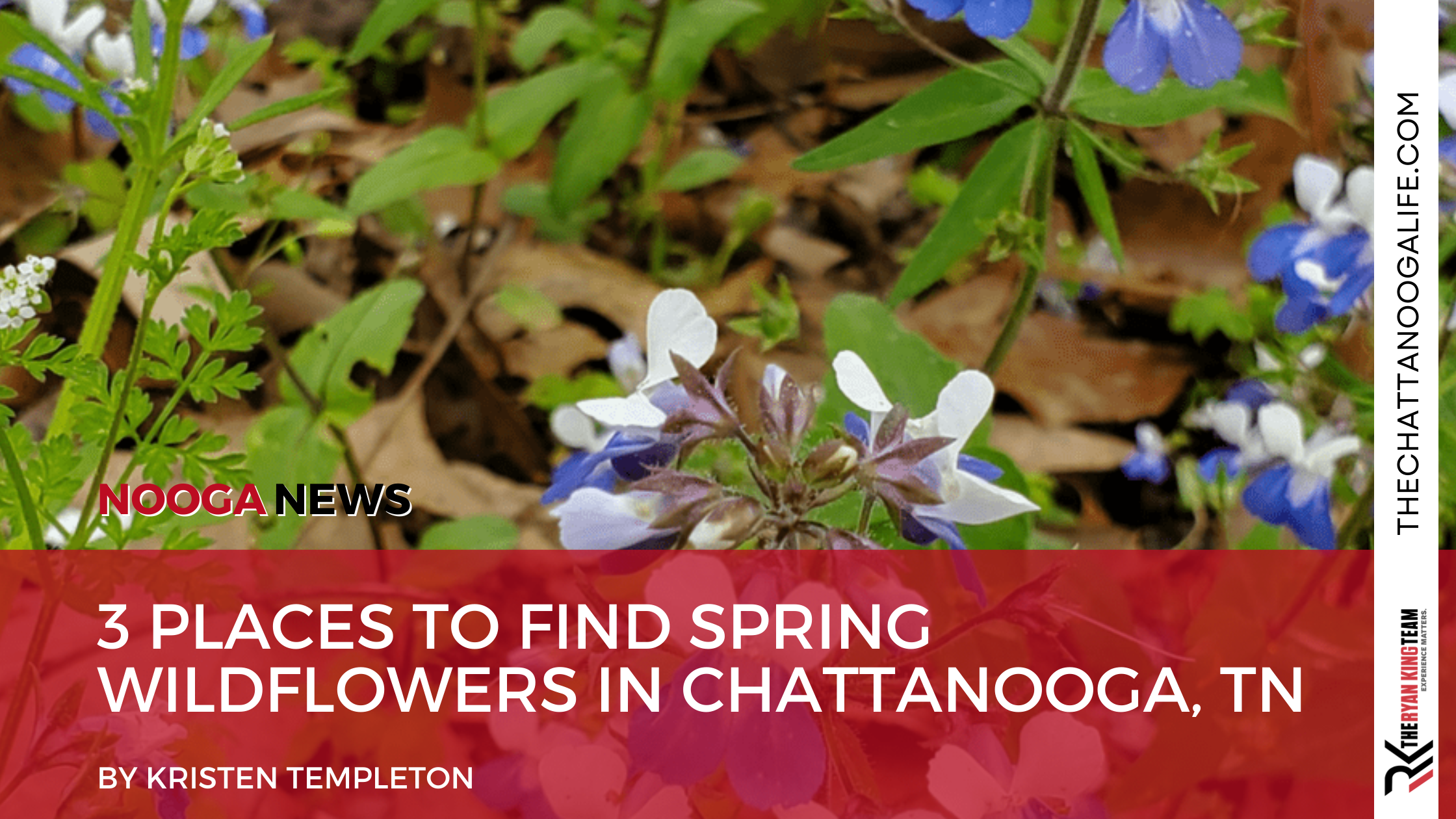 3 Places to Find Spring Wildflowers in Chattanooga, TN